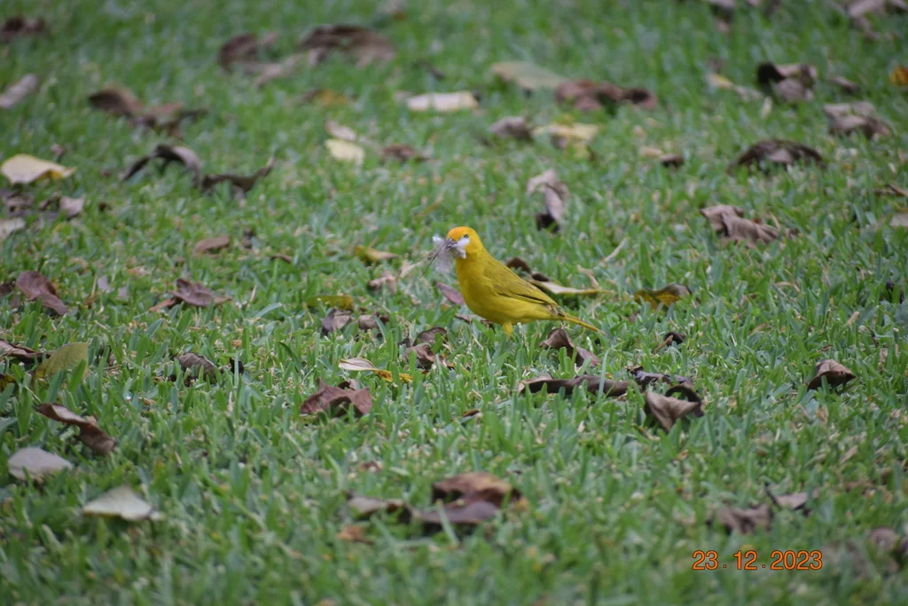 橙黄雀鹀(Sicalis flaveola)