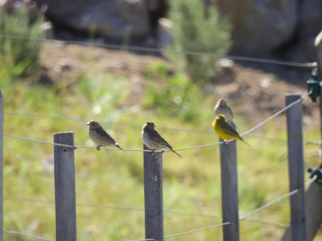 橙黄雀鹀(Sicalis flaveola)