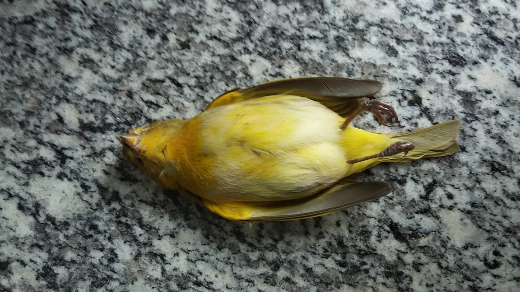 橙黄雀鹀(Sicalis flaveola)