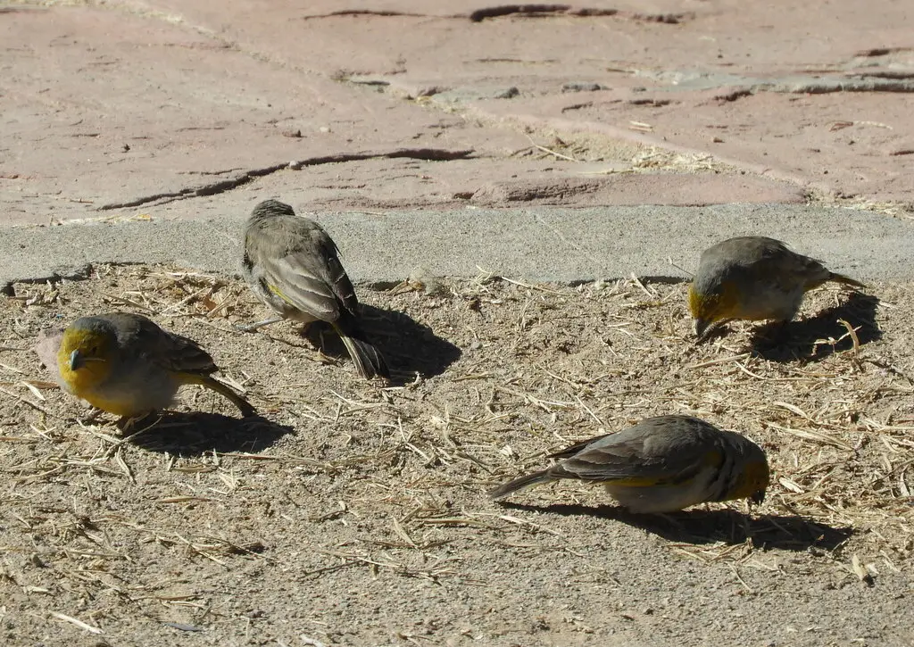 黄头黄雀鹀(Sicalis luteocephala)