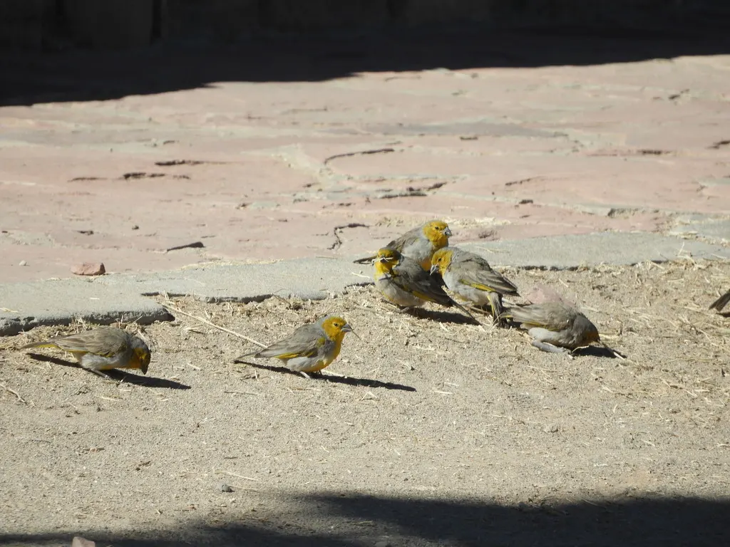 黄头黄雀鹀(Sicalis luteocephala)