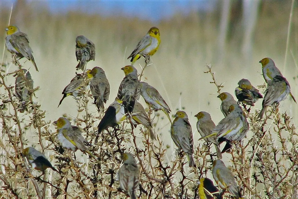 黄头黄雀鹀(Sicalis luteocephala)