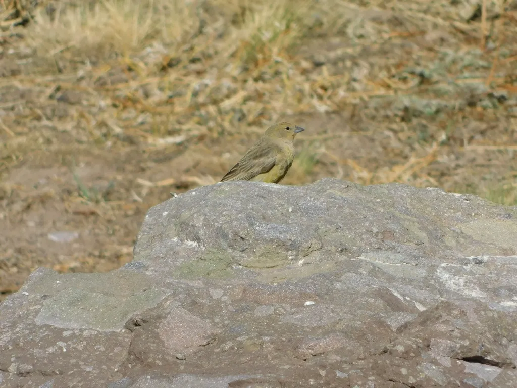 阿根廷黄雀鹀(Sicalis mendozae)