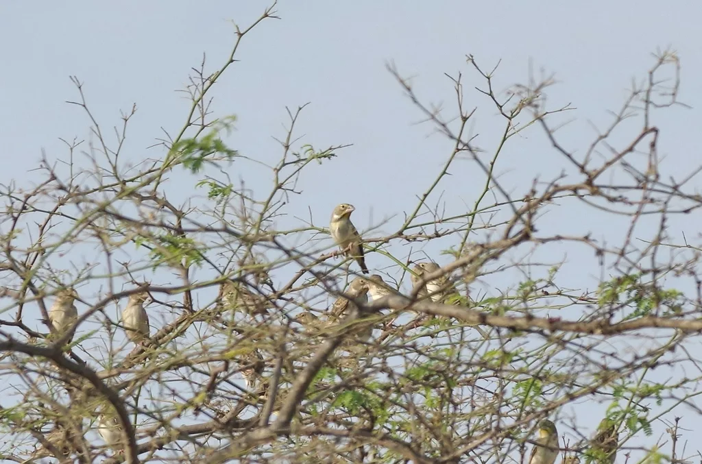 黄喉黄雀鹀(Sicalis taczanowskii)