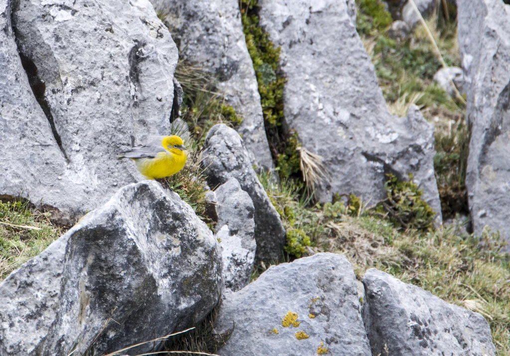 亮腰黄雀鹀(Sicalis uropygialis)