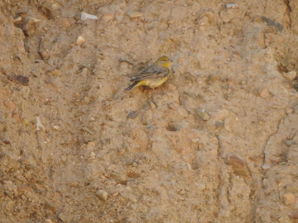 亮腰黄雀鹀(Sicalis uropygialis)
