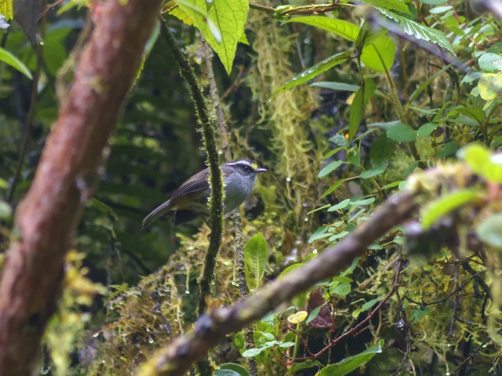 冠唧霸鹟(Silvicultrix frontalis)