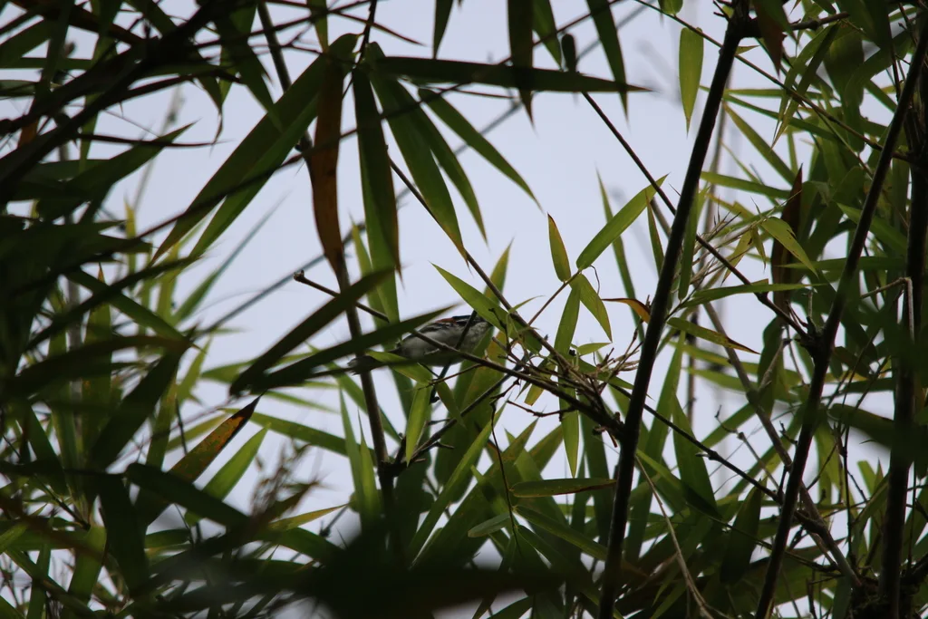 华氏鹩莺(Sipodotus wallacii)