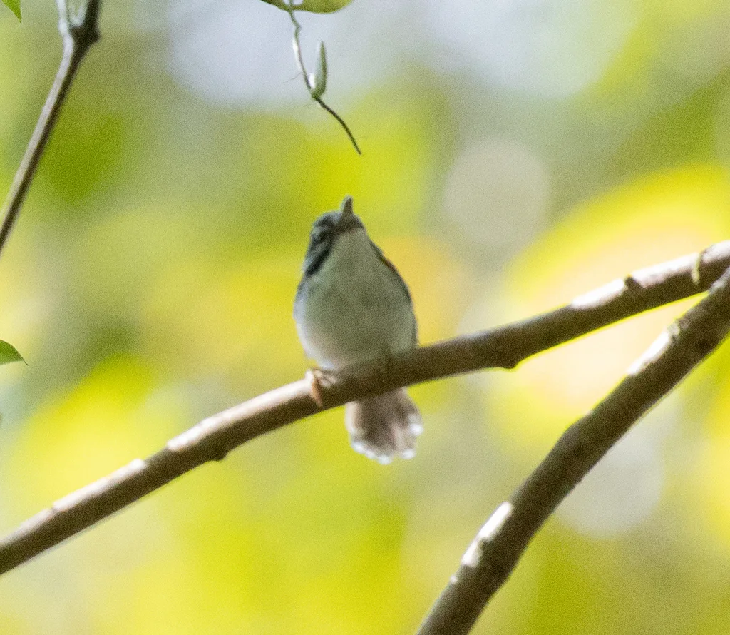 华氏鹩莺(Sipodotus wallacii)