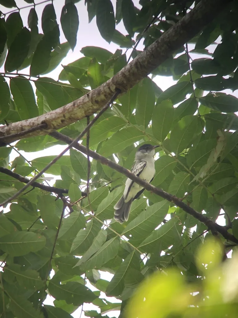 白翅西利霸鹟(Sirystes albogriseus)