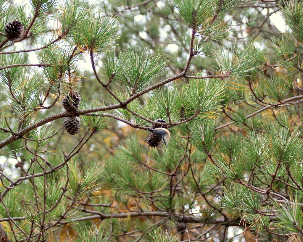红胸䴓(Sitta canadensis)