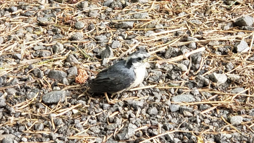 红胸䴓(Sitta canadensis)