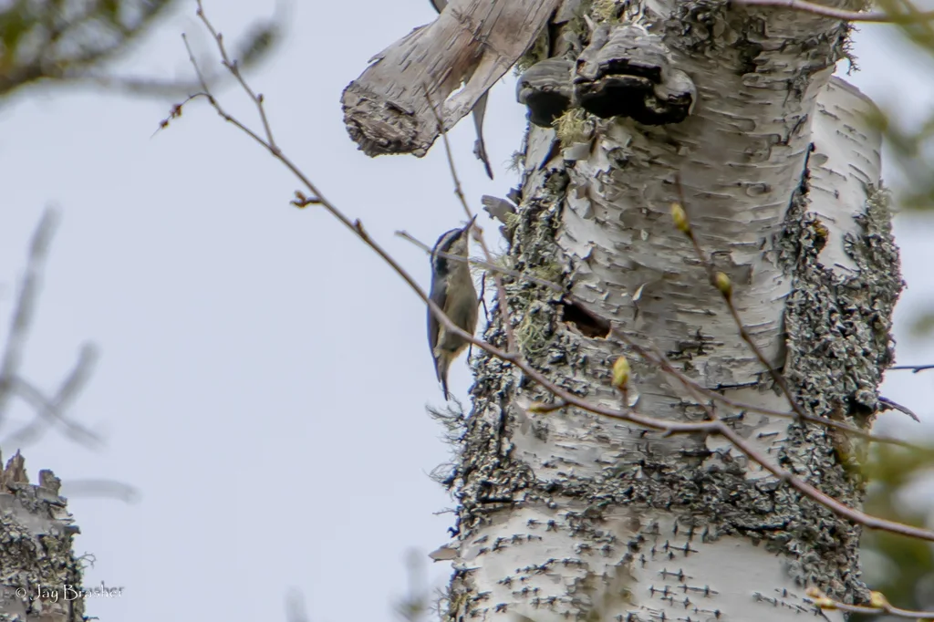 红胸䴓(Sitta canadensis)