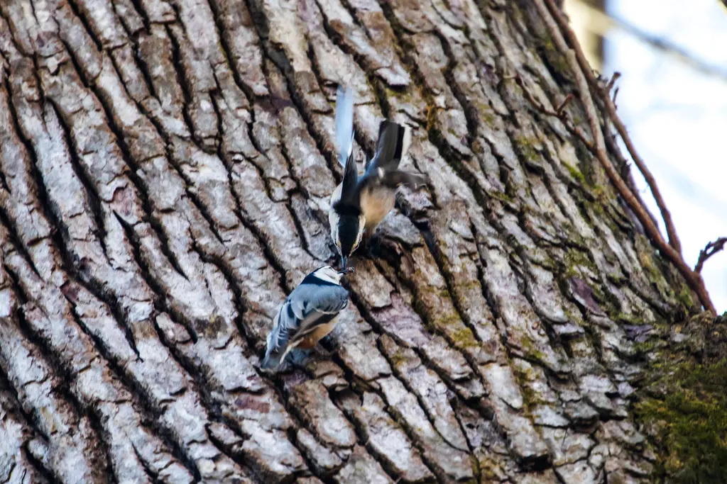 白胸䴓(Sitta carolinensis)