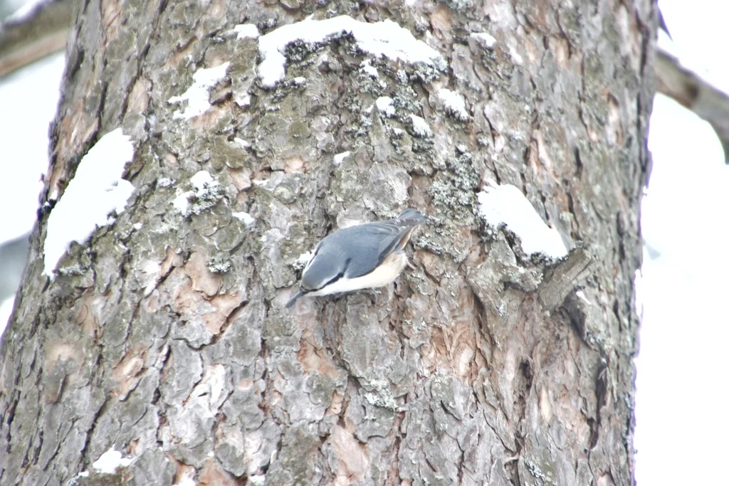 普通䴓(Sitta europaea)