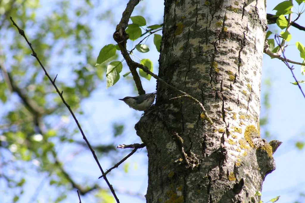 普通䴓(Sitta europaea)