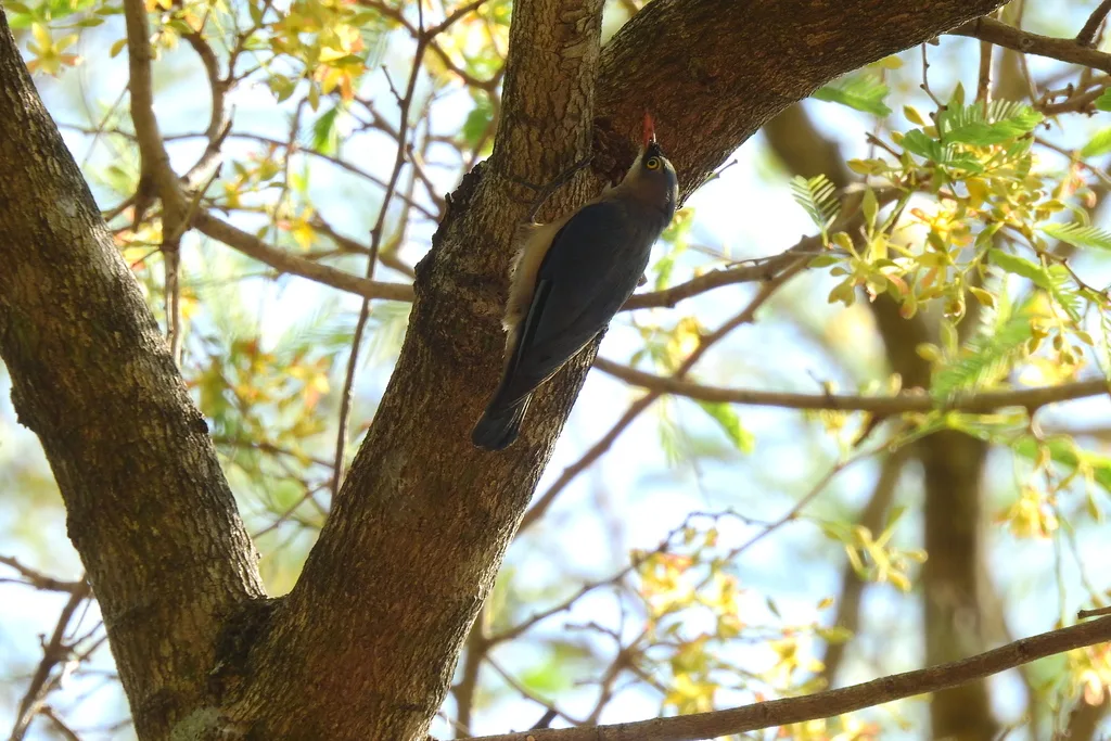 绒额䴓(Sitta frontalis)
