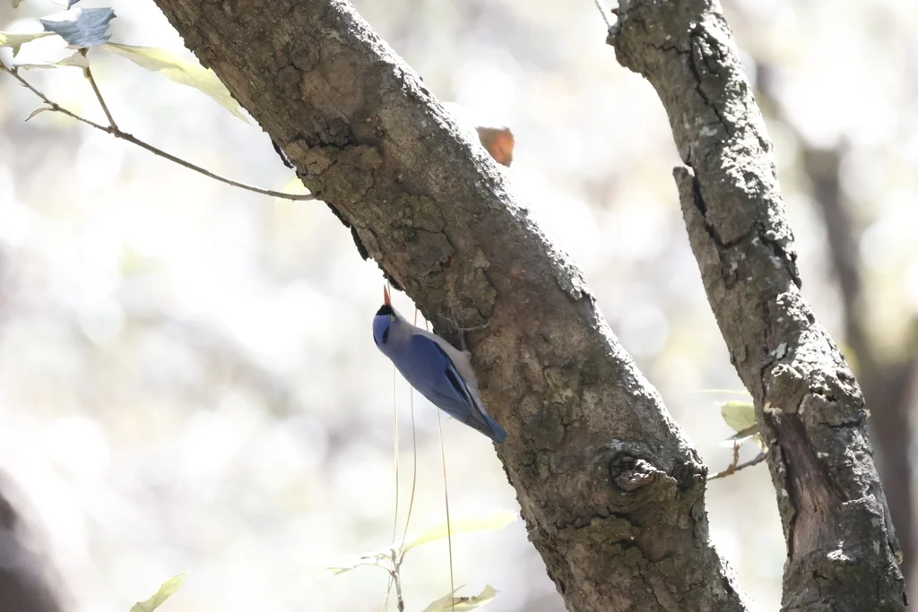 绒额䴓(Sitta frontalis)
