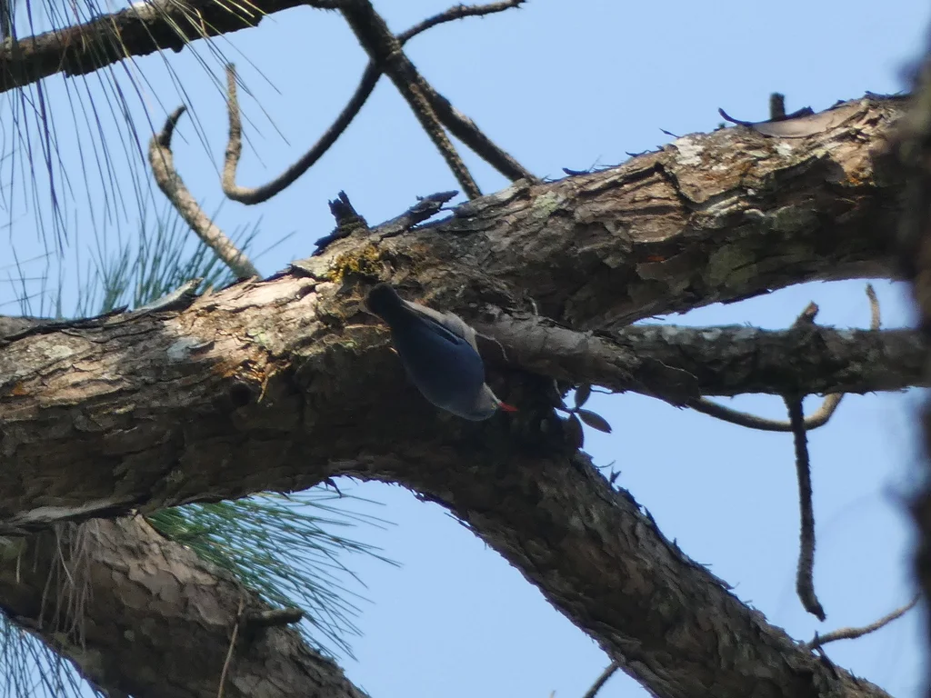 绒额䴓(Sitta frontalis)