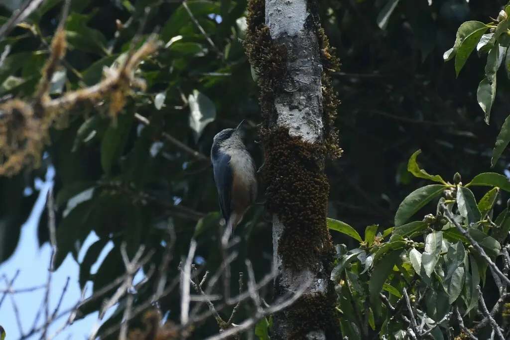 白尾䴓(Sitta himalayensis)