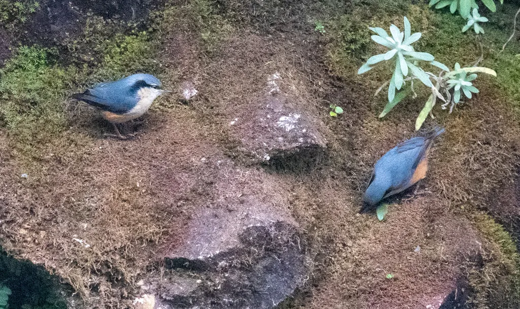 白尾䴓(Sitta himalayensis)