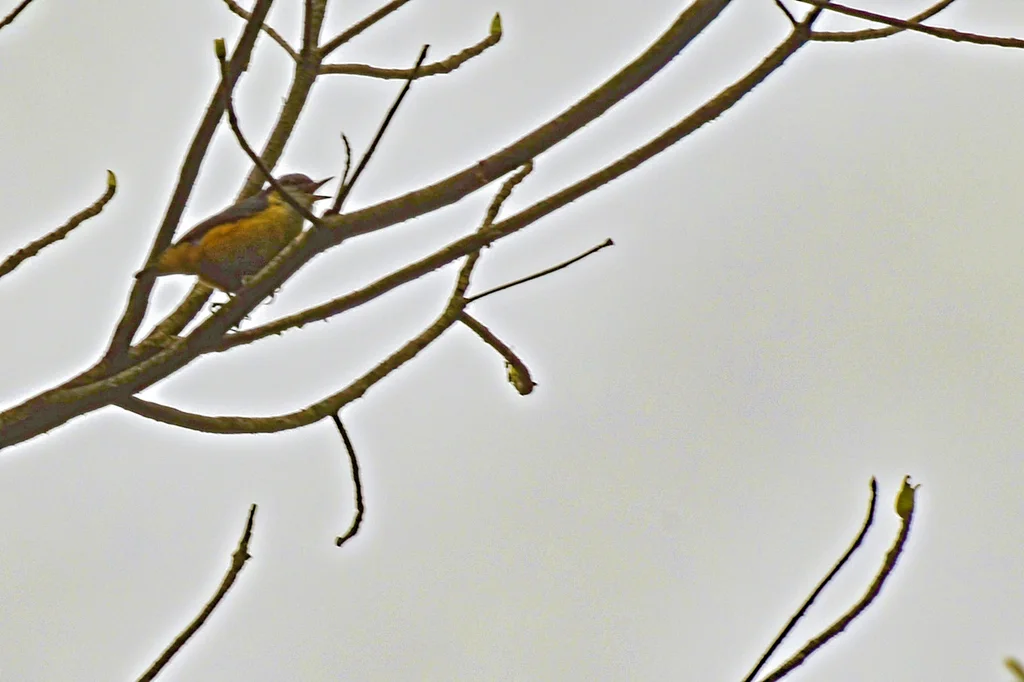 白尾䴓(Sitta himalayensis)