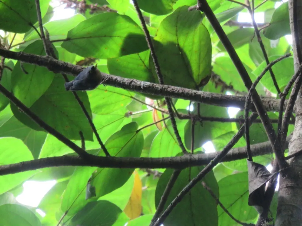 黄嘴䴓(Sitta oenochlamys)