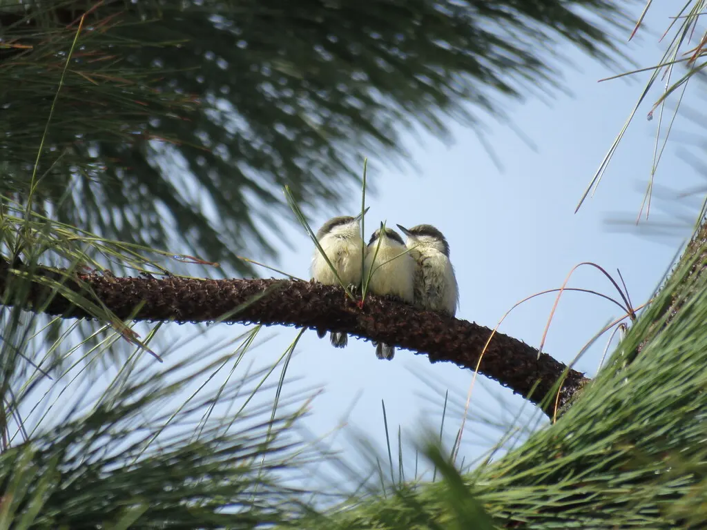 小䴓(Sitta pygmaea)