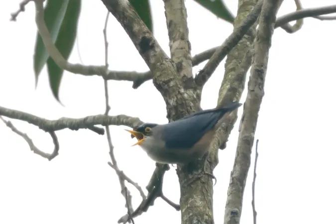 淡紫䴓(Sitta solangiae)