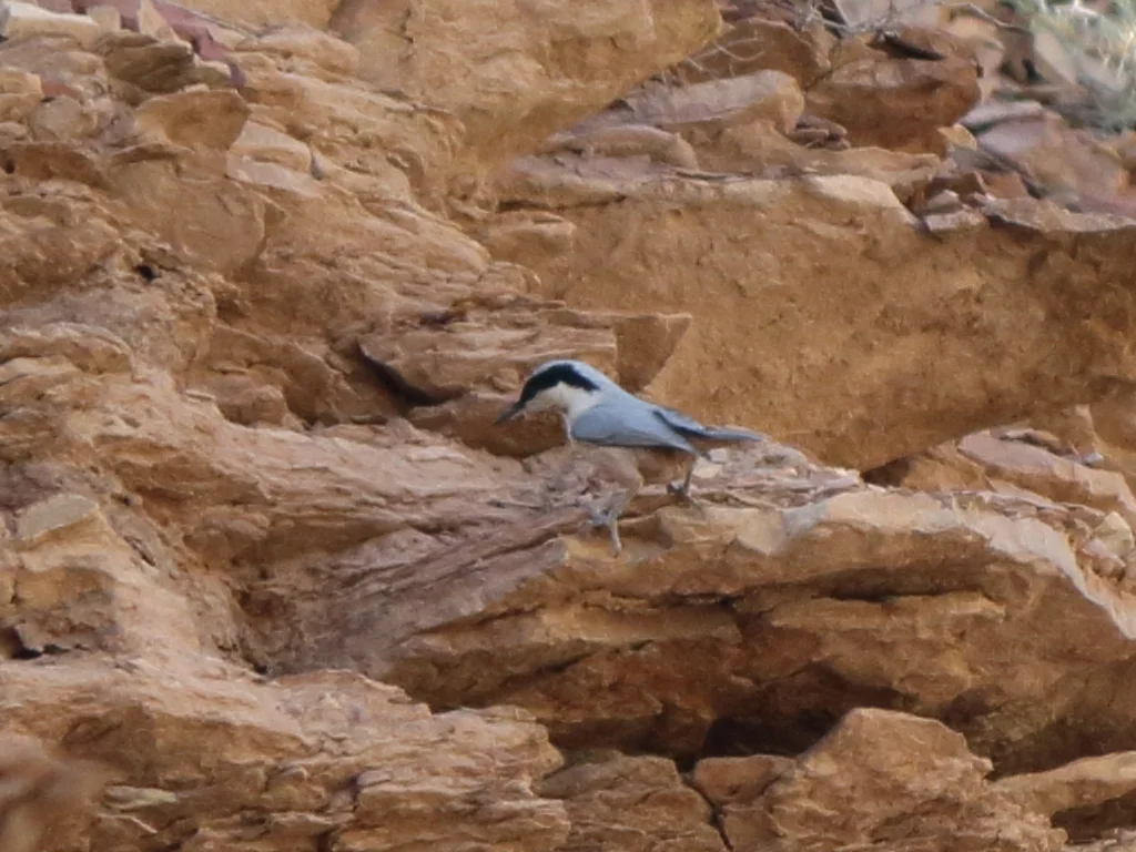 东岩䴓（Sitta tephronota）