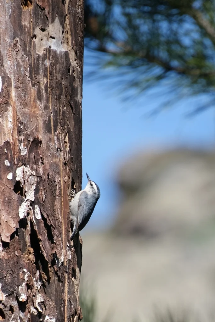 科西嘉䴓(Sitta whiteheadi)