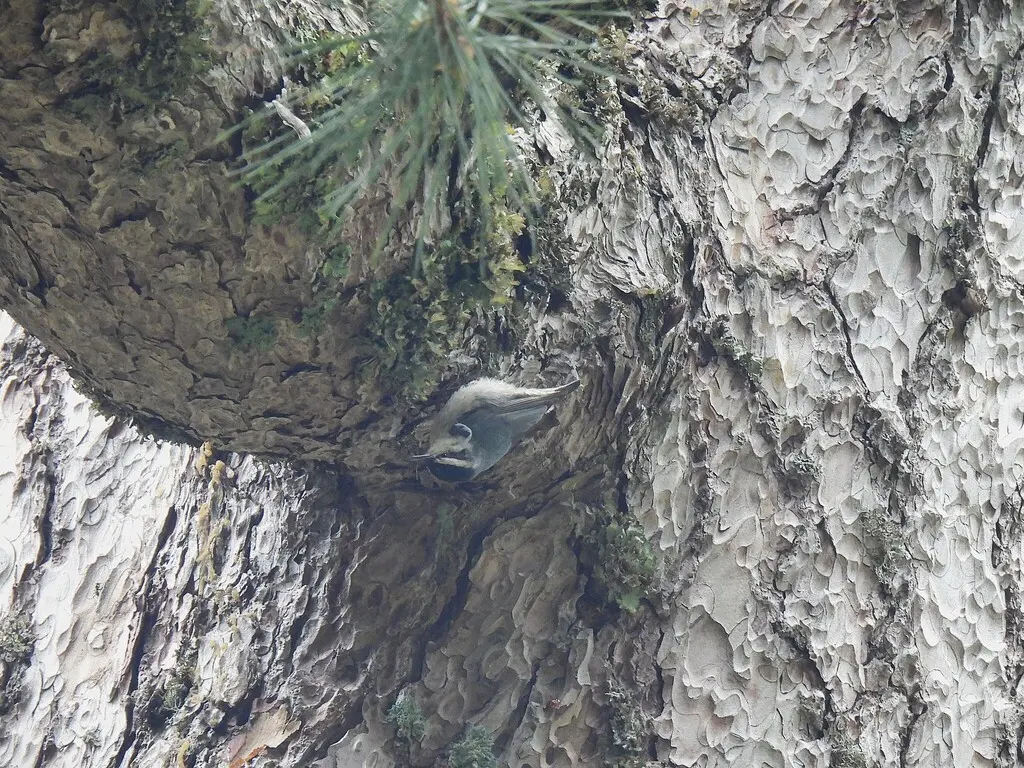 科西嘉䴓(Sitta whiteheadi)