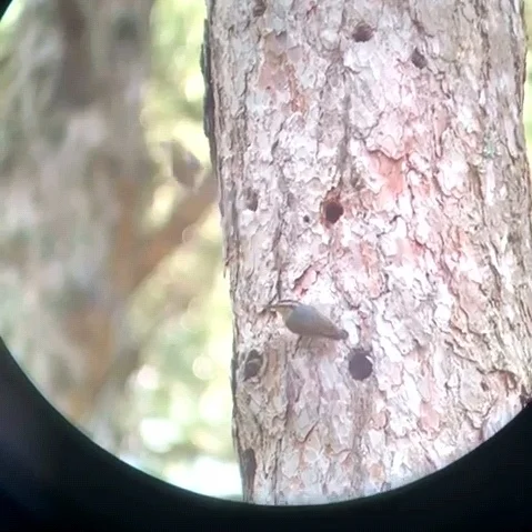科西嘉䴓(Sitta whiteheadi)