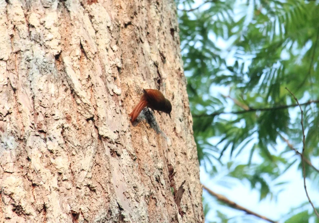 绿䴕雀(Sittasomus griseicapillus)