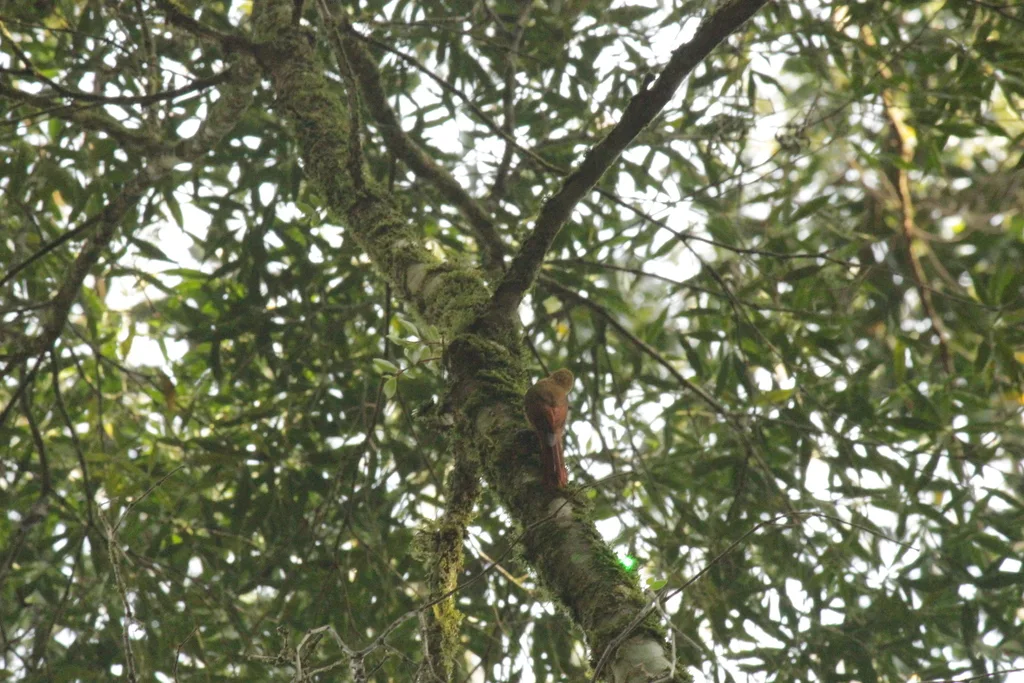 绿䴕雀(Sittasomus griseicapillus)