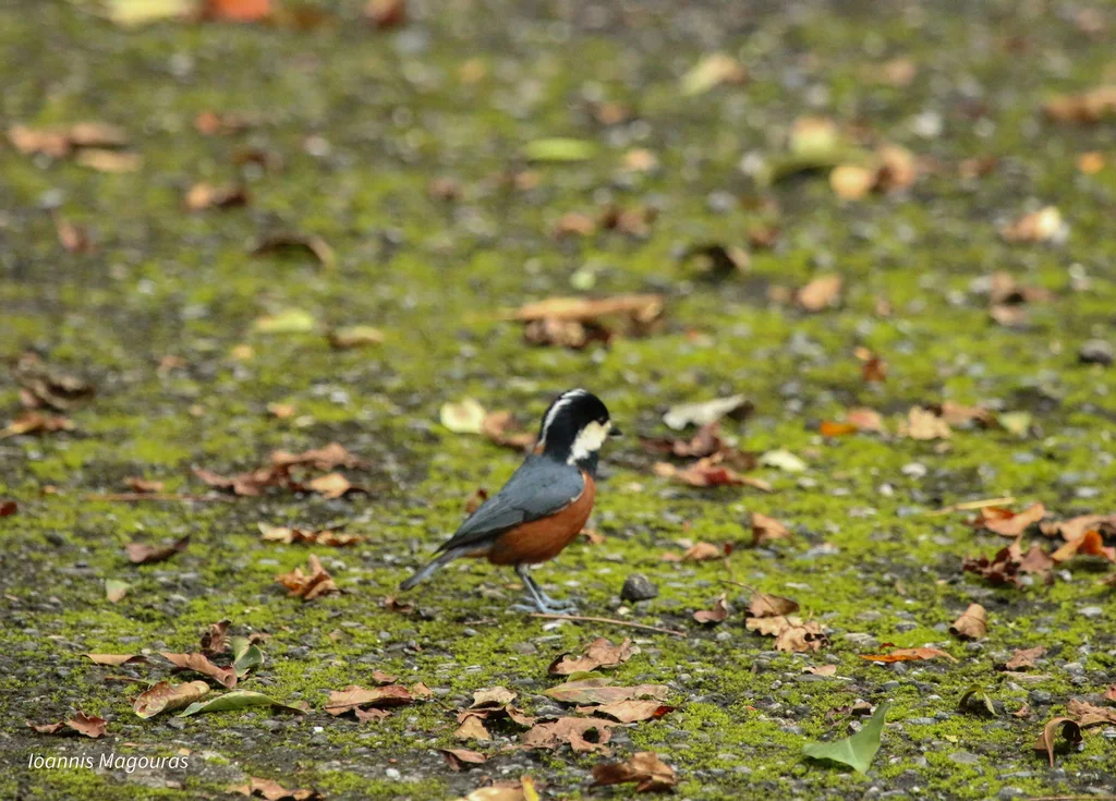 台湾杂色山雀(Sittiparus castaneoventris)