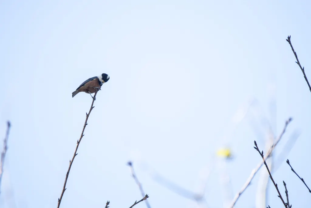 台湾杂色山雀(Sittiparus castaneoventris)