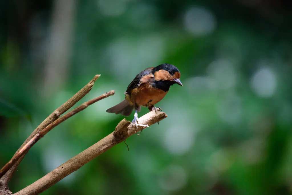 伊豆杂色山雀（Sittiparus owstoni）