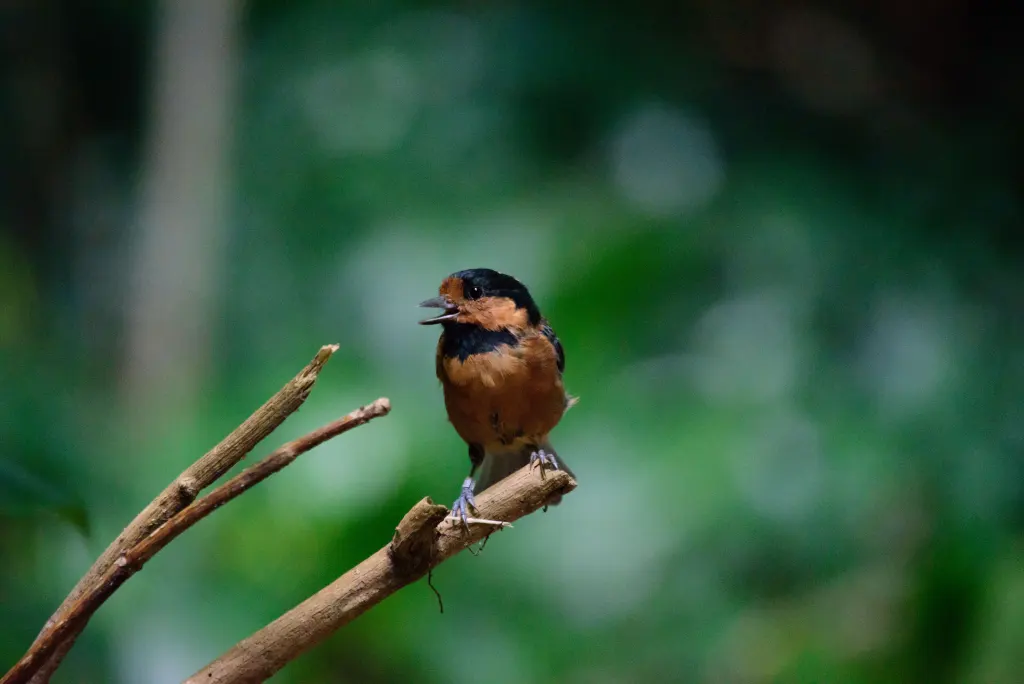 伊豆杂色山雀（Sittiparus owstoni）