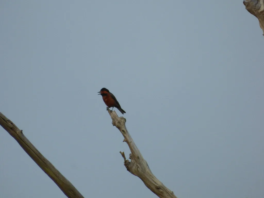 伊豆杂色山雀（Sittiparus owstoni）