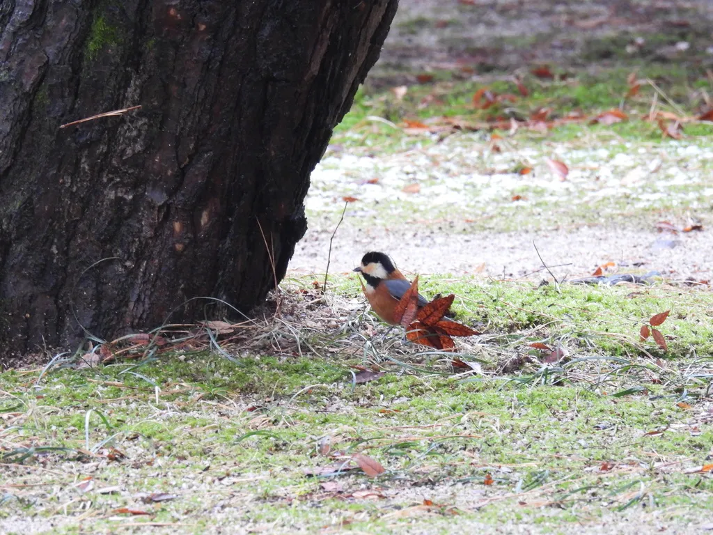 杂色山雀(Sittiparus varius)