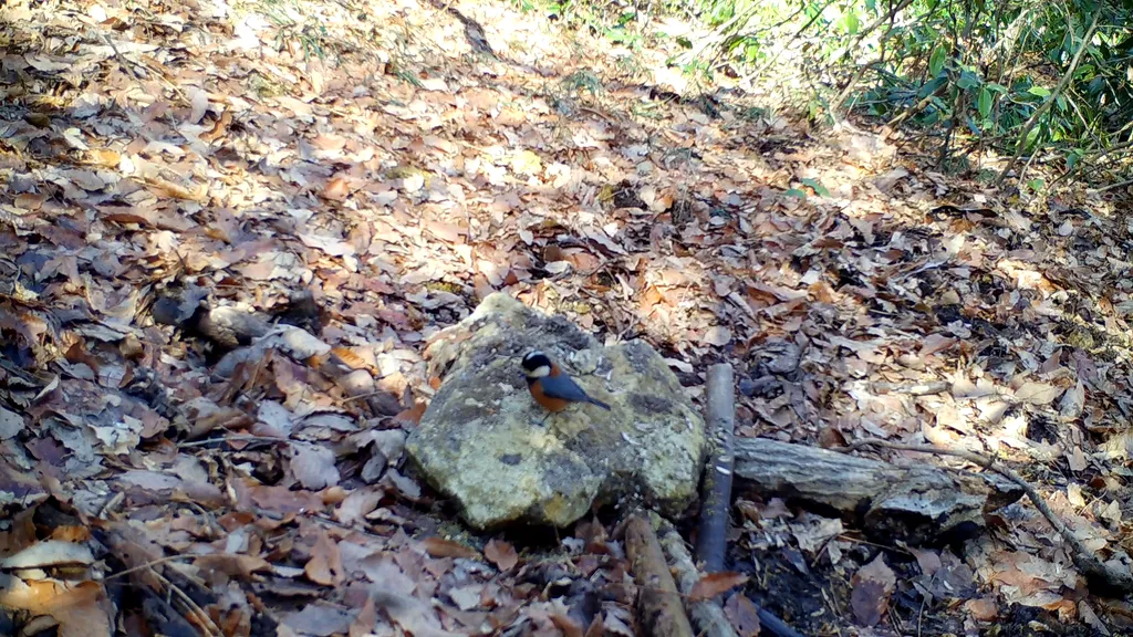 杂色山雀(Sittiparus varius)