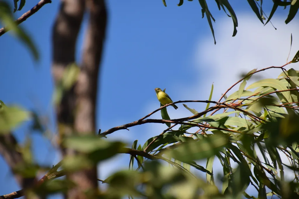 褐阔嘴莺（Smicrornis brevirostris）