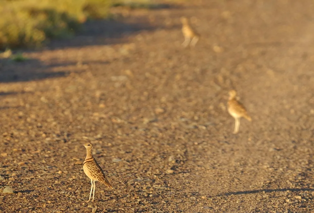 双领斑走鸻(Smutsornis africanus)