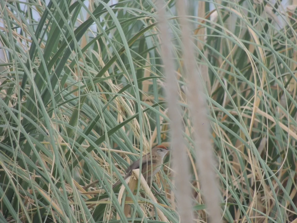 栗顶针尾雀(Spartonoica maluroides)