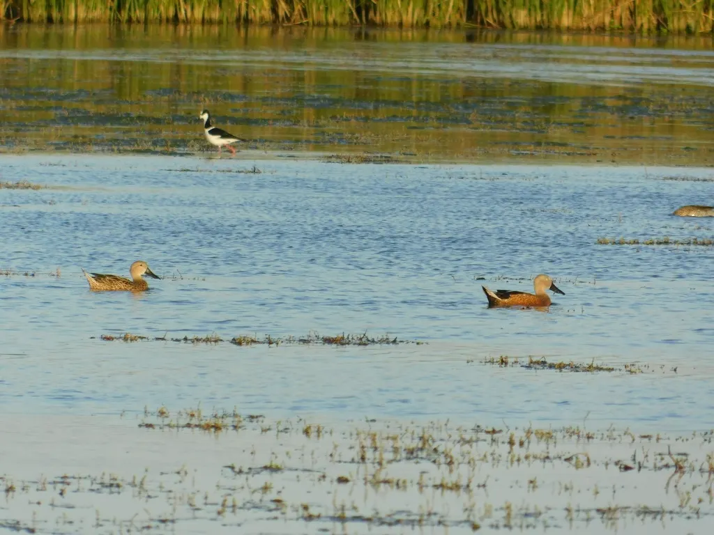 赤琵嘴鸭(Spatula platalea)