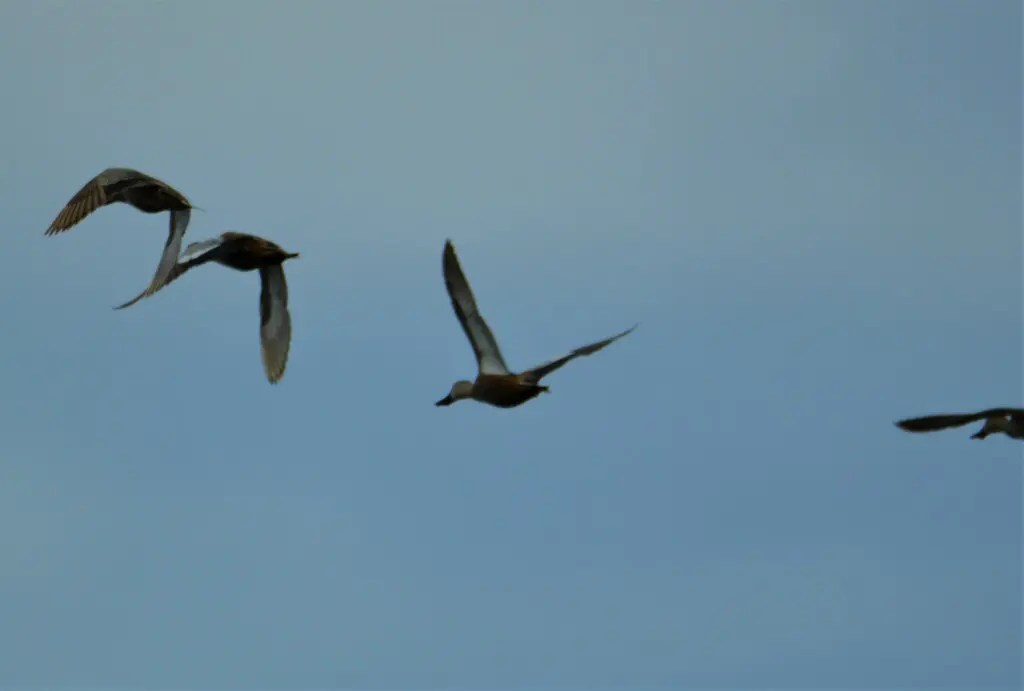 赤琵嘴鸭(Spatula platalea)