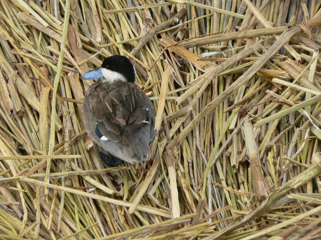 安第斯银鸭(Spatula puna)