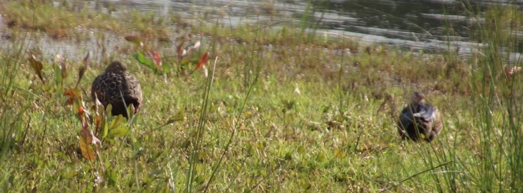 褐顶琵嘴鸭(Spatula smithii)