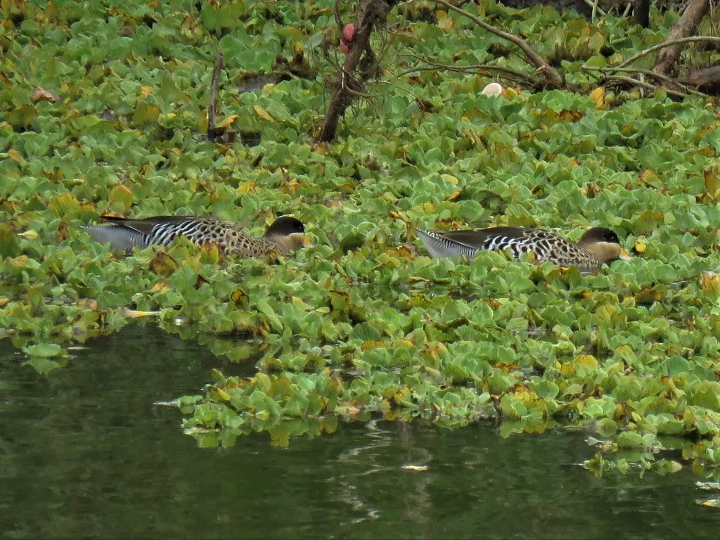 银鸭(Spatula versicolor)